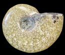 Cleoniceras Ammonite Fossil - Madagascar #44495-1